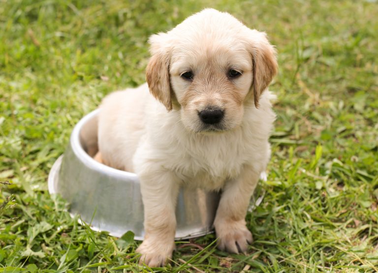 chiemsee2024-puppy-1207816